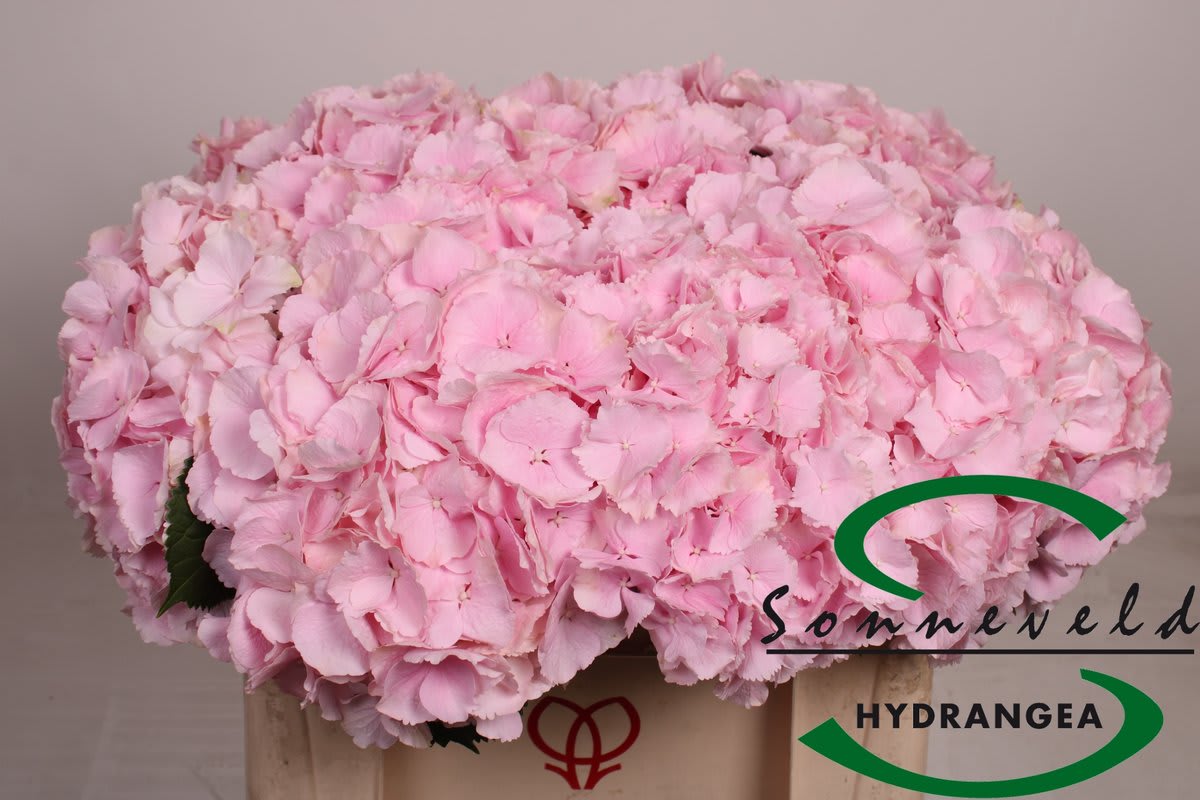 Срезанные цветы оптом Hydrangea verena jumbo от 10шт из Голландии с доставкой по России
