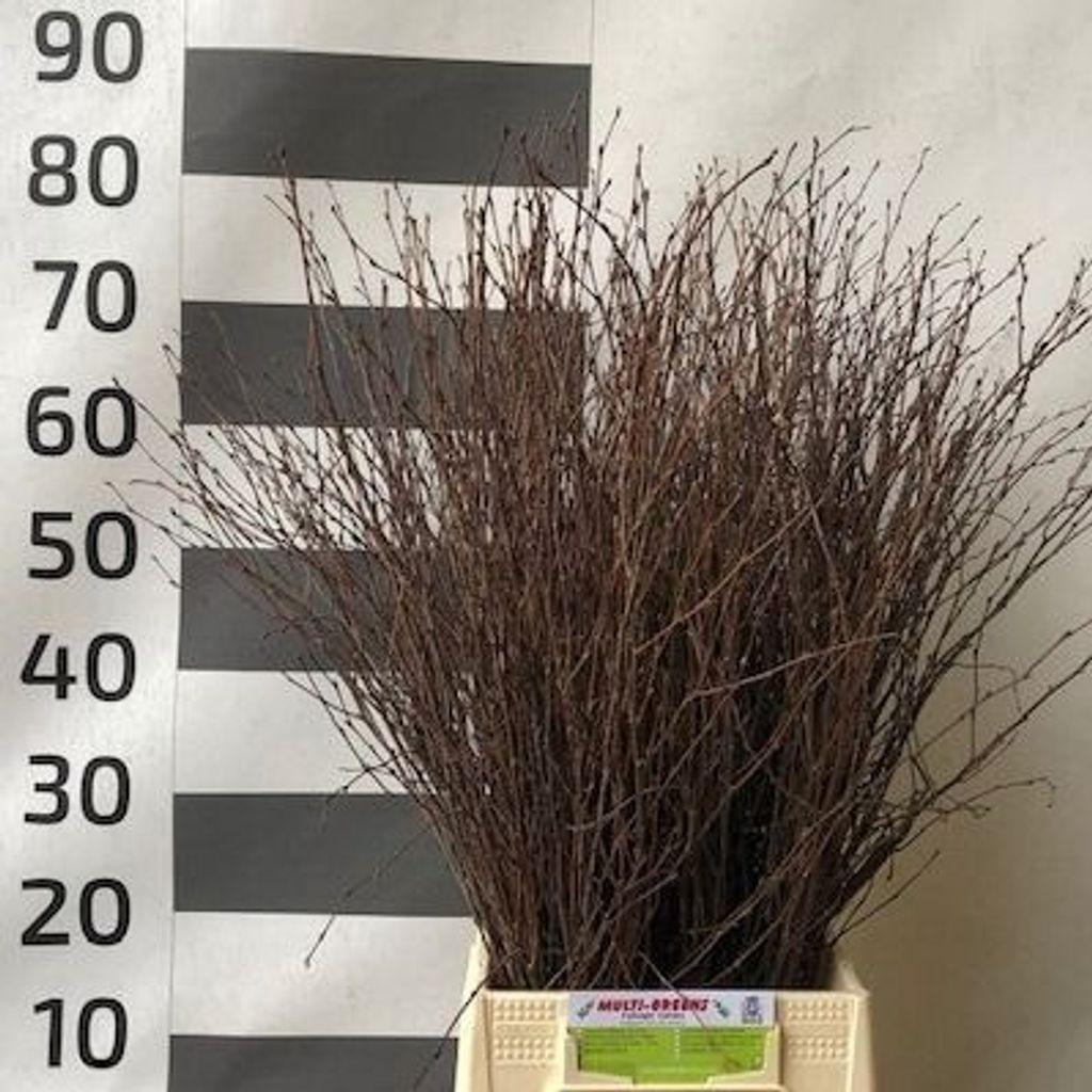 Срезанные цветы оптом Betula от 200шт из Голландии с доставкой по России