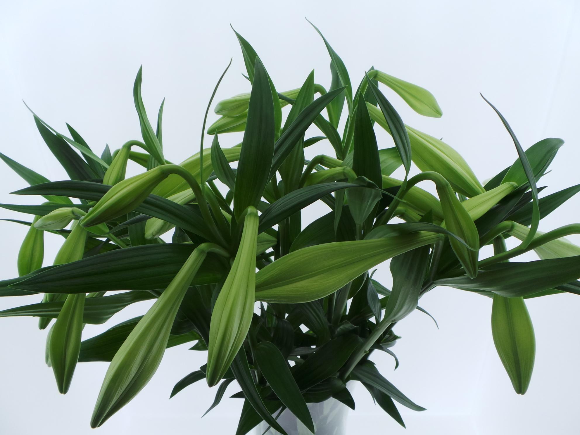 Срезанные цветы оптом BQ Mono Lelie Longiflorum x5 60cm от 10шт из Голландии с доставкой по России