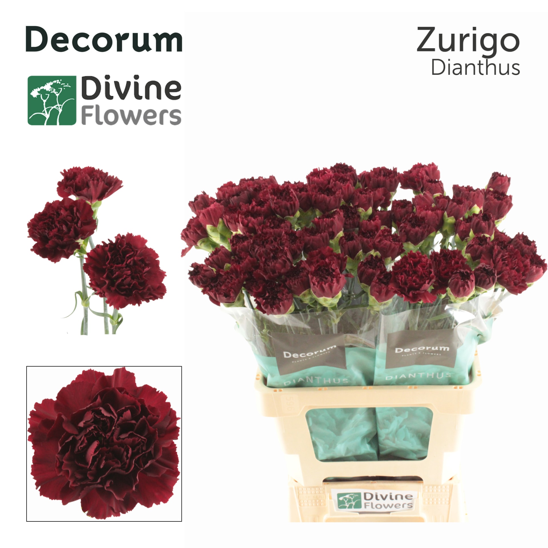 Срезанные цветы оптом Dianthus st zurigo от 80шт. из Голландии с доставкой по России