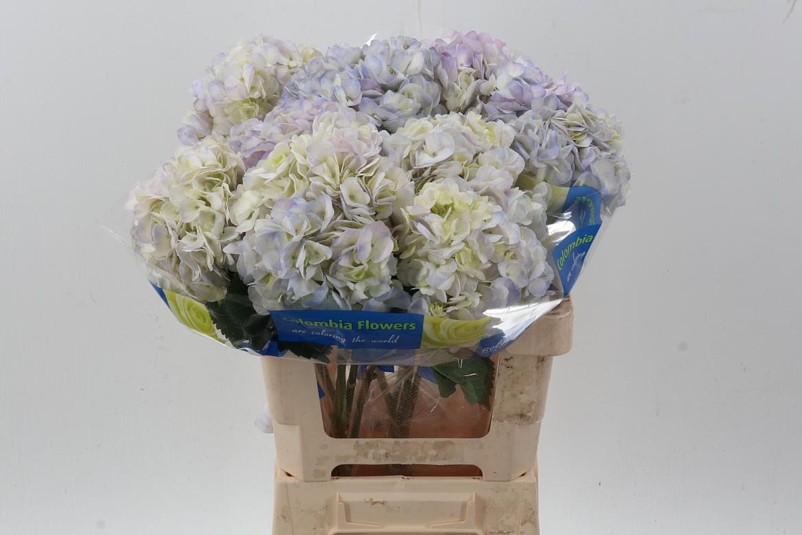Срезанные цветы оптом Hydrangea lilac от 10шт из Голландии с доставкой по России