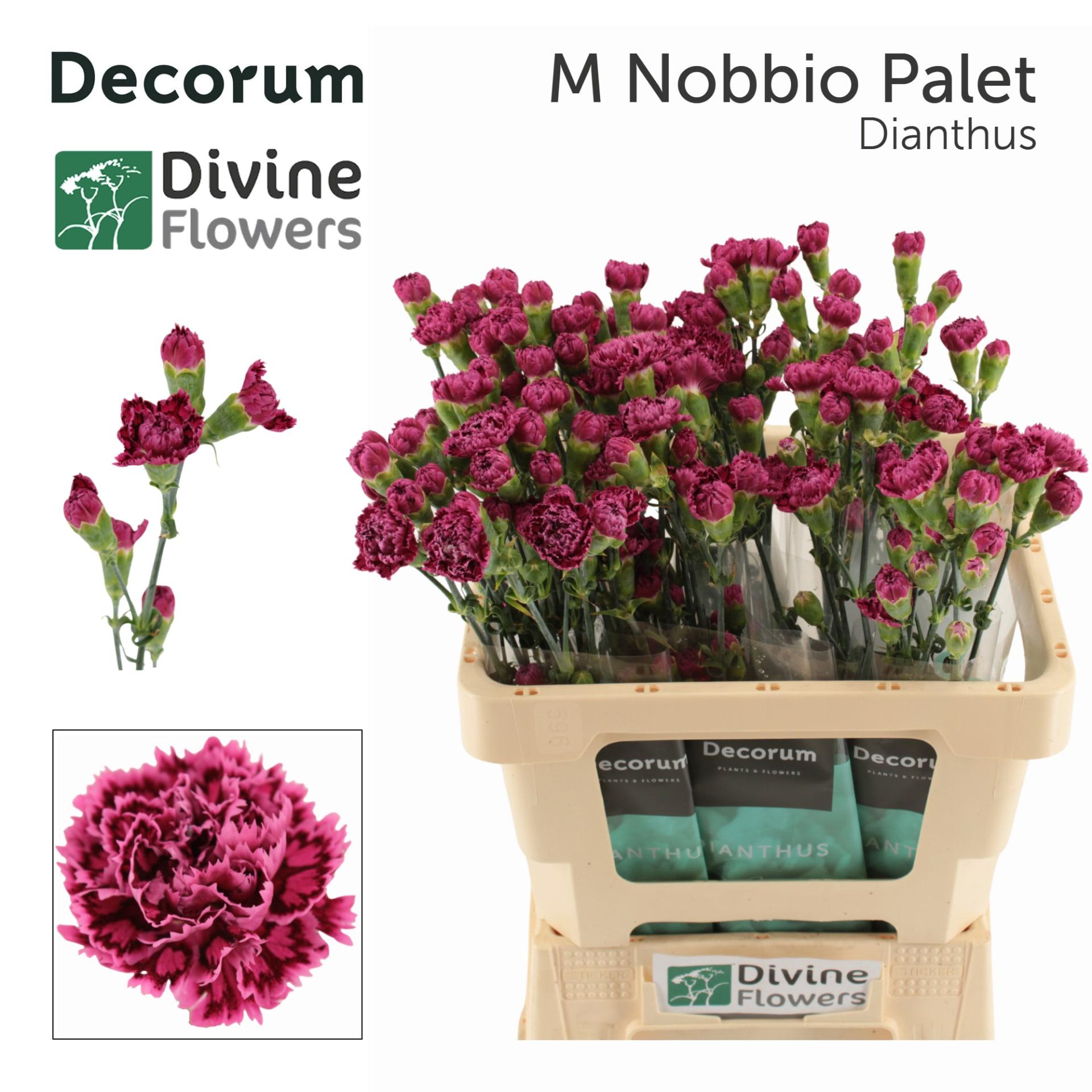Срезанные цветы оптом Dianthus sp mini nobbio palette от 60шт из Голландии с доставкой по России