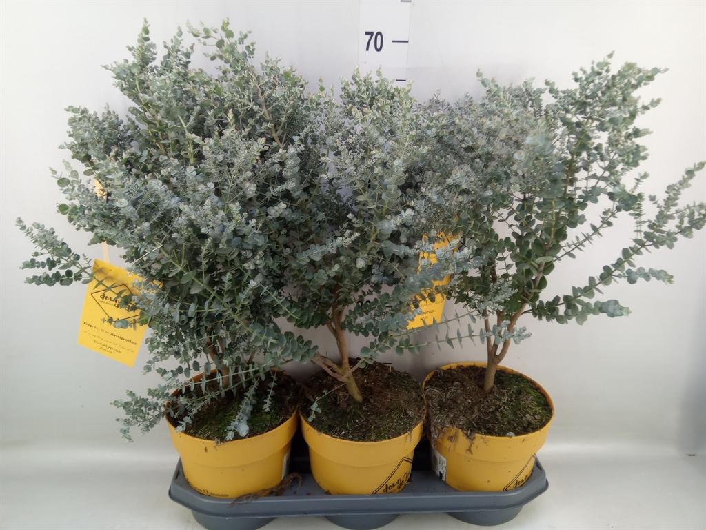 Горшечные цветы и растения оптом Eucalyptus от 3шт из Голландии с доставкой по России