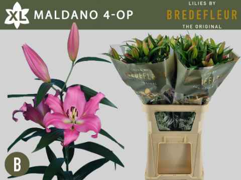 Срезанные цветы оптом Lilium or maldano от 40шт из Голландии с доставкой по России