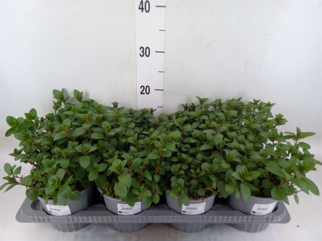 Горшечные цветы и растения оптом Mentha Piperita от 8шт из Голландии с доставкой по России