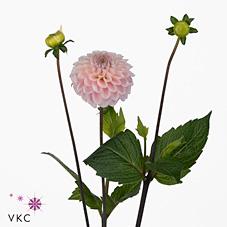 Срезанные цветы оптом Dahlia wizard of oz от 20шт из Голландии с доставкой по России