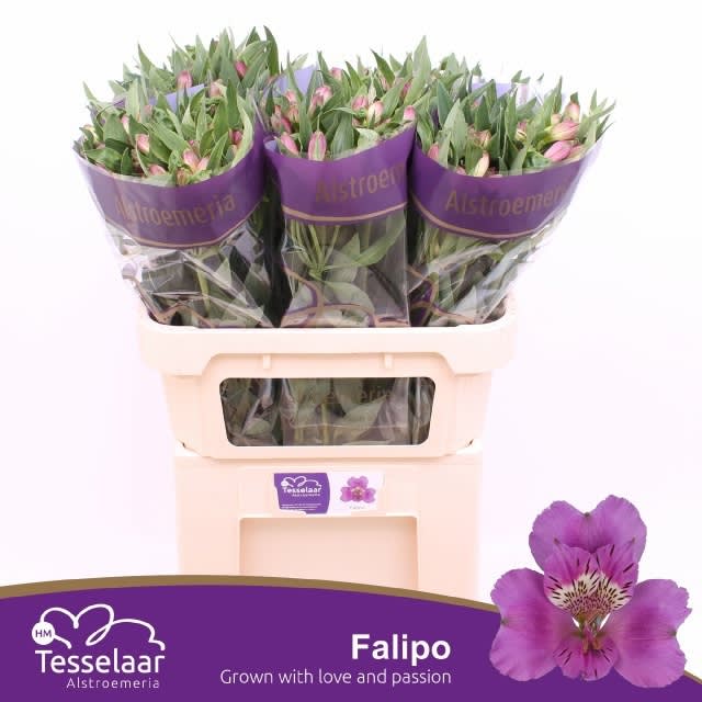 Срезанные цветы оптом Alstroemeria falipo от 60шт из Голландии с доставкой по России