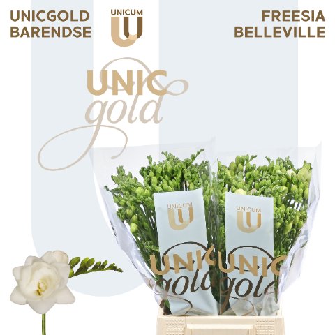 Срезанные цветы оптом Freesia do belleville от 100шт. из Голландии с доставкой по России