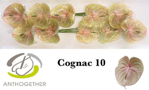 Срезанные цветы оптом Anthurium cognac от 10шт из Голландии с доставкой по России