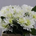 Срезанные цветы оптом Dahlia maarten zwaan от 30шт из Голландии с доставкой по России