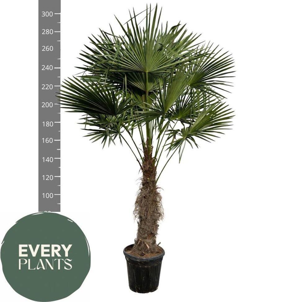 Горшечные цветы и растения оптом Trachyc Fortunei от 1шт из Голландии с доставкой по России