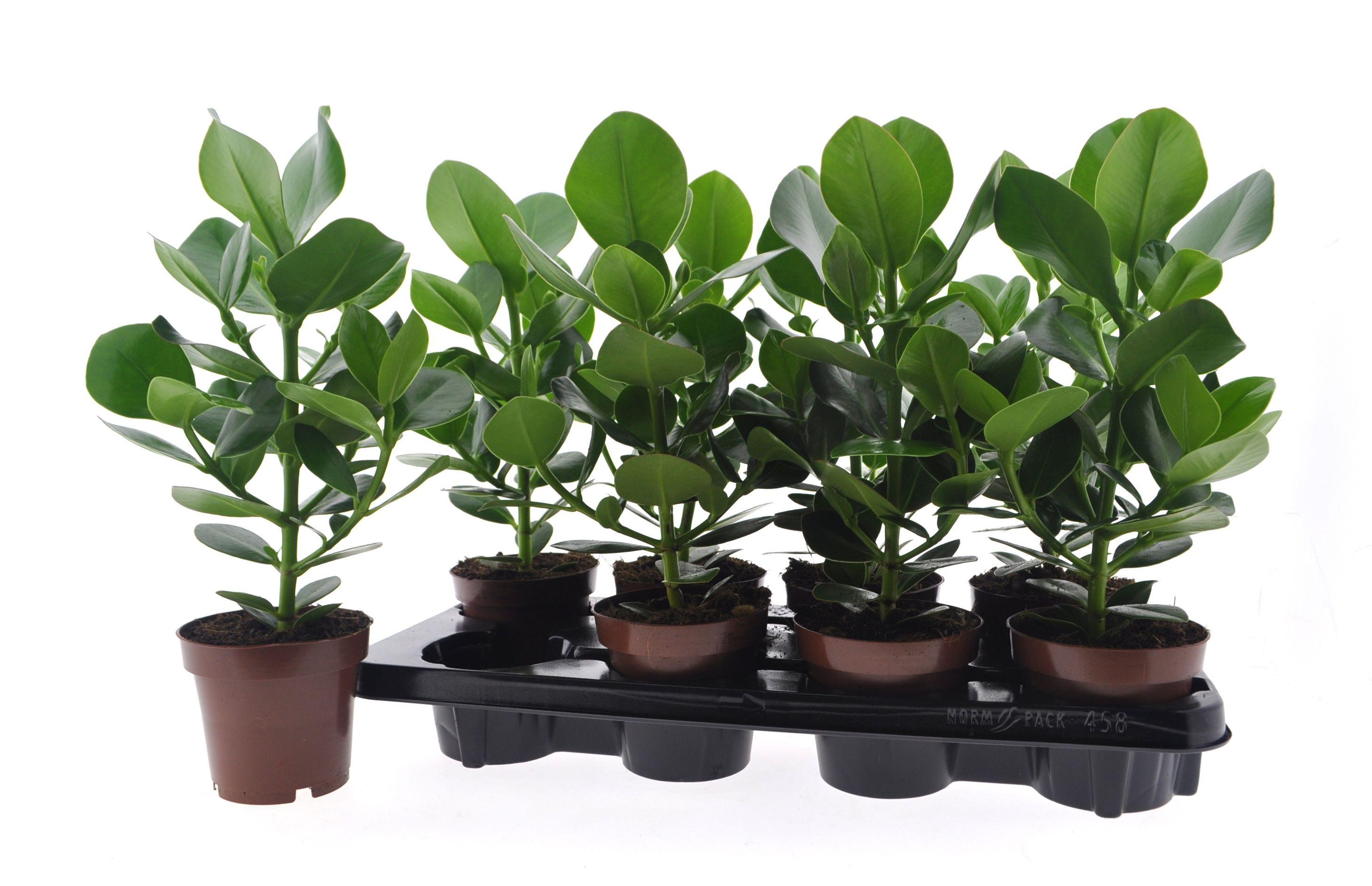 Горшечные цветы и растения оптом Clu Ro Princess от 8шт из Голландии с доставкой по России