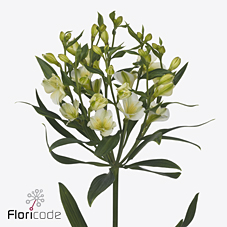 Срезанные цветы оптом Alstroemeria fl pinot от 50шт из Голландии с доставкой по России
