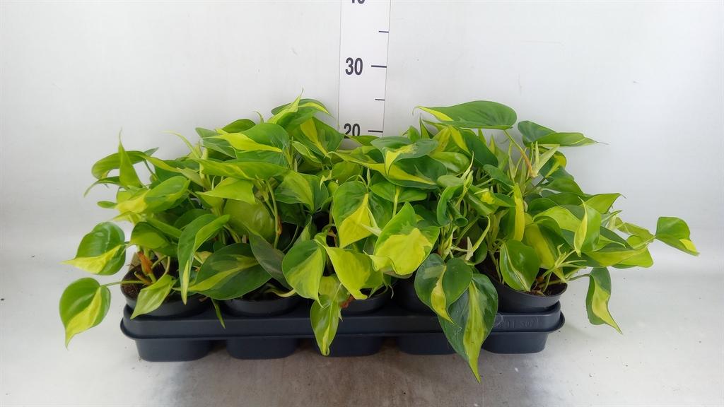 Горшечные цветы и растения оптом Philodendron Scandens Brasil от 10шт из Голландии с доставкой по России