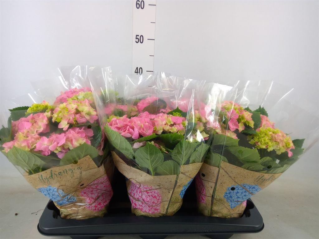 Горшечные цветы и растения оптом Hydrangea Ma Early Rosa 6+ от 6шт из Голландии с доставкой по России