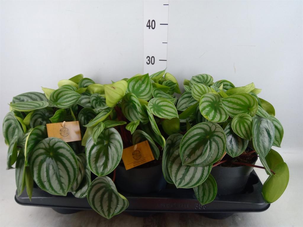 Горшечные цветы и растения оптом Peperomia Argyreia от 6шт из Голландии с доставкой по России