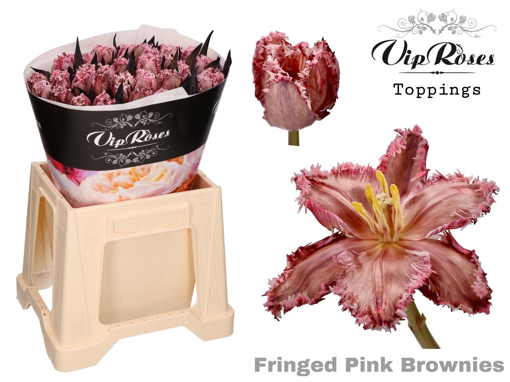 Срезанные цветы оптом Tulipa fr paint pink brownies от 50шт из Голландии с доставкой по России