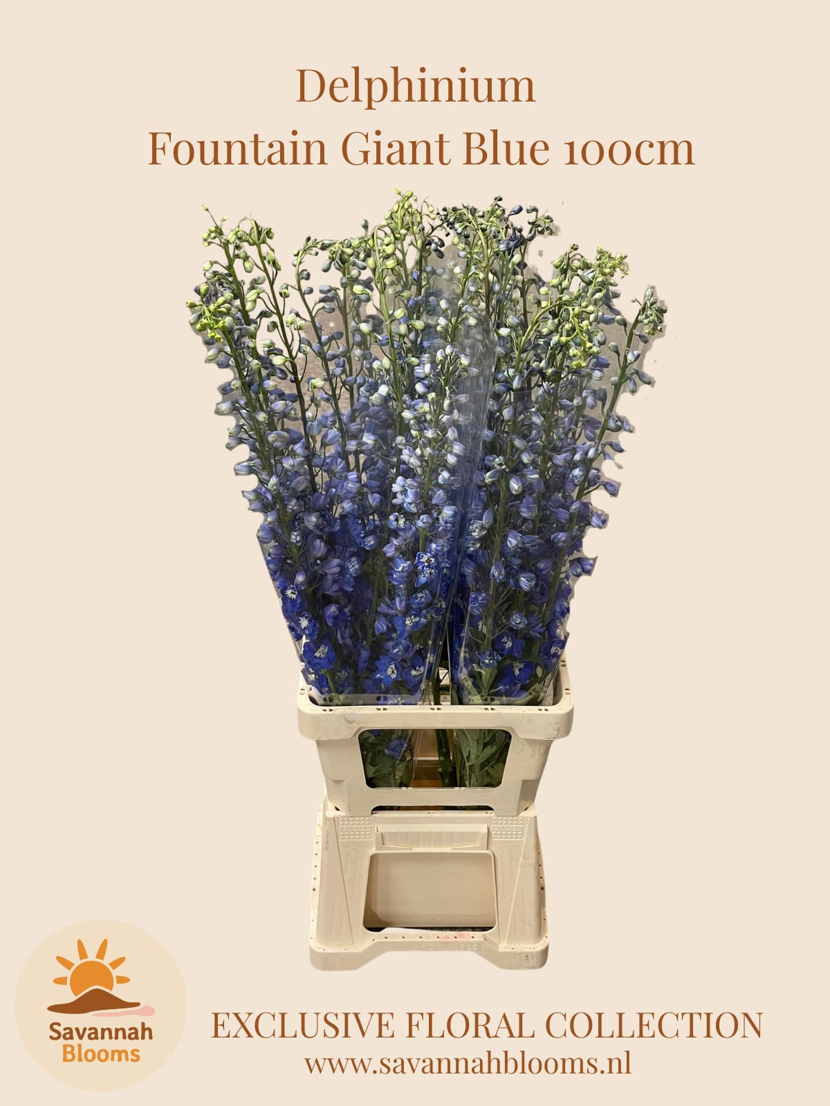 Срезанные цветы оптом Delphinium si bel magic fountain blue от 30шт. из Голландии с доставкой по России