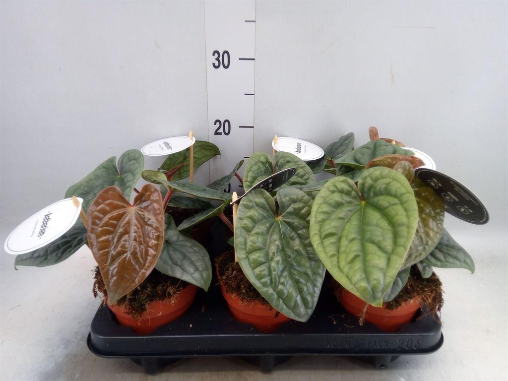 Горшечные цветы и растения оптом Anthurium   ... от 6шт из Голландии с доставкой по России