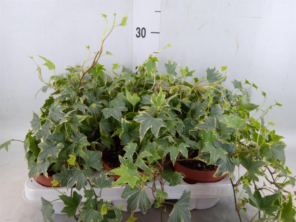 Горшечные цветы и растения оптом Hedera Helix   ...mix Varie Yello от 6шт из Голландии с доставкой по России