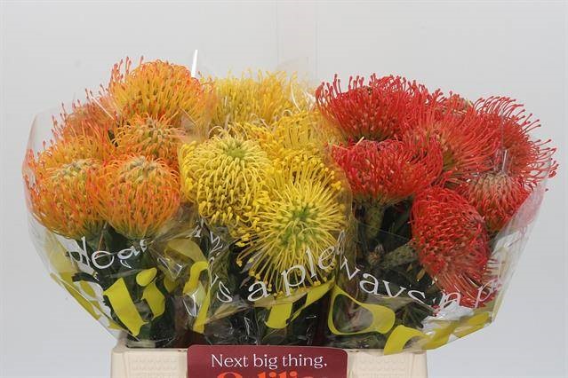 Срезанные цветы оптом Nutans mix in bucket 3 colours от 30шт из Голландии с доставкой по России