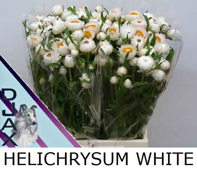 Срезанные цветы оптом Helichrysum white от 60шт из Голландии с доставкой по России