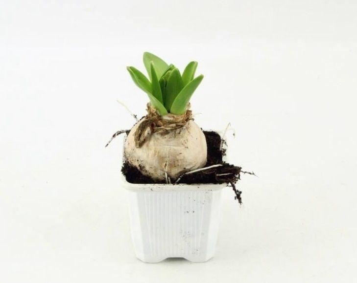 Горшечные цветы и растения оптом Hyacinthus White Pearl от 24шт (для телеги) из Голландии с доставкой по России