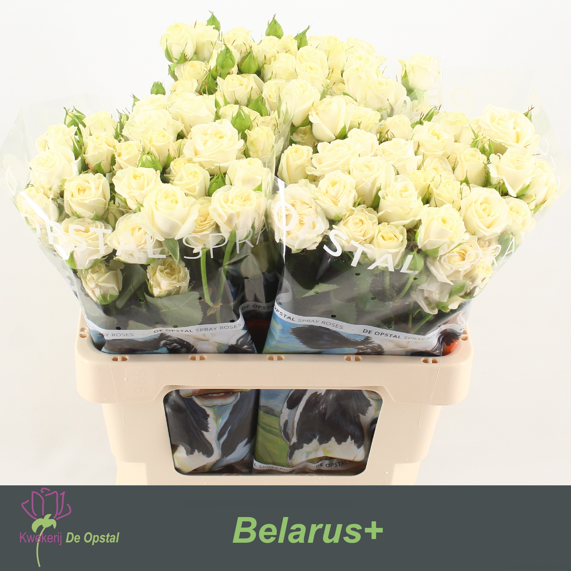 Срезанные цветы оптом Rosa spray belarus от 30шт из Голландии с доставкой по России