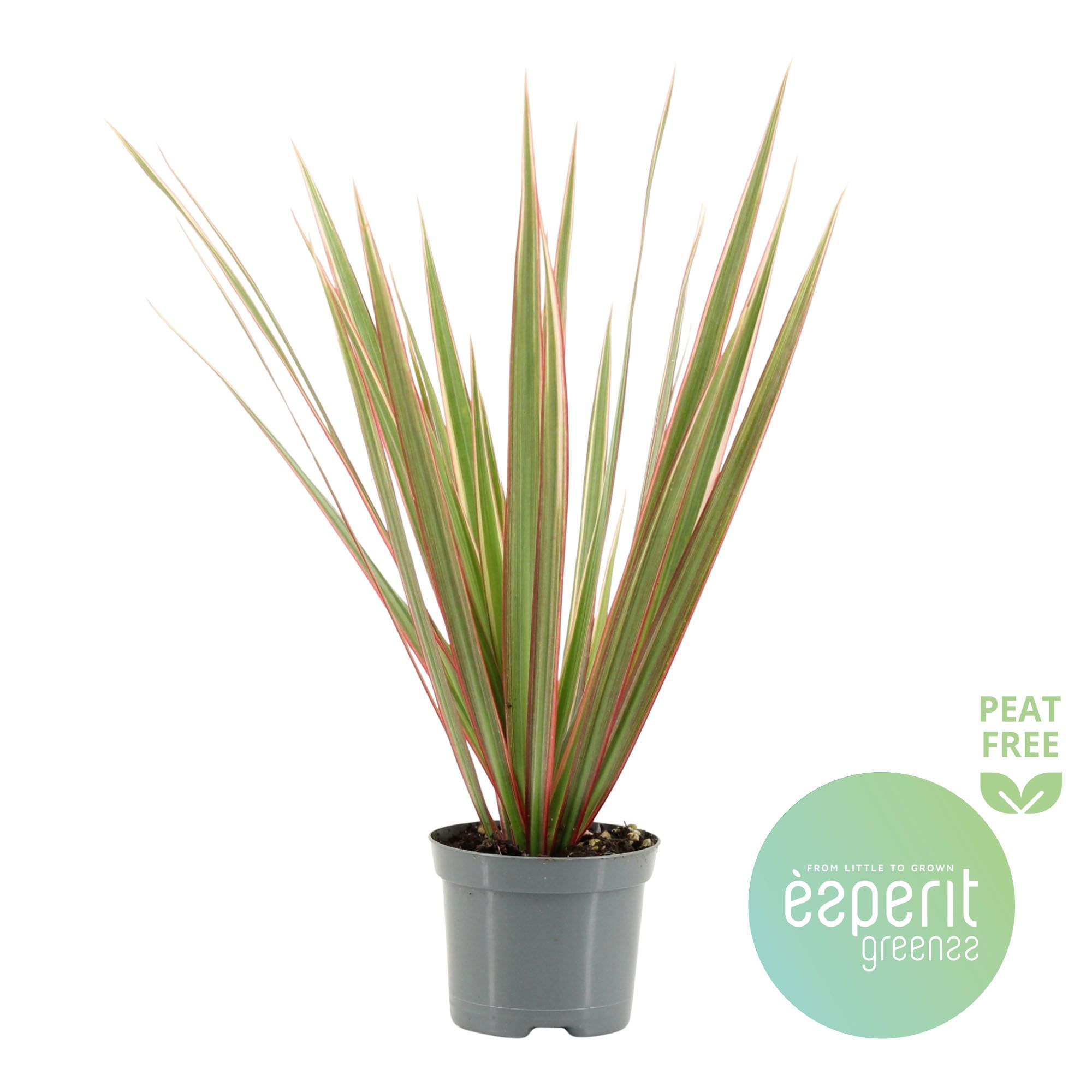 Горшечные цветы и растения оптом Drac Bicolor Head от 21шт (для телеги) из Голландии с доставкой по России