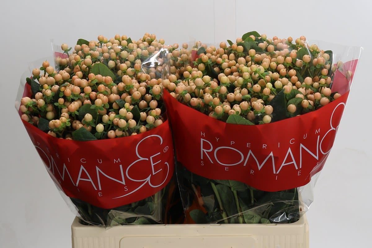 Срезанные цветы оптом Hypericum mellow romance от 100шт. из Голландии с доставкой по России