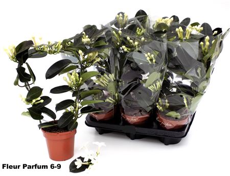 Горшечные цветы и растения оптом Steph Fl Ov 6-9 от 6шт из Голландии с доставкой по России