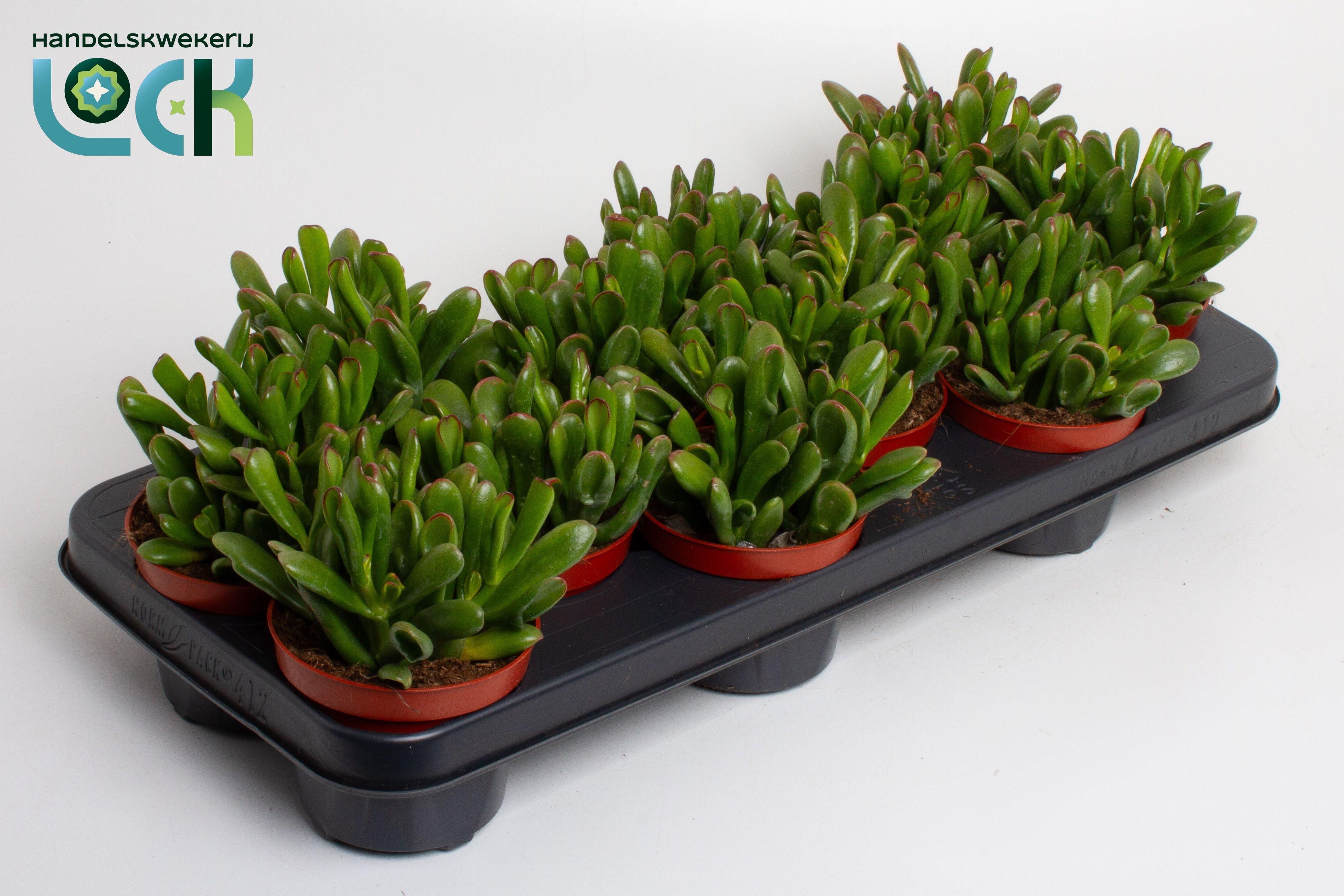 Горшечные цветы и растения оптом Crassula Ovata Gollum от 12шт из Голландии с доставкой по России