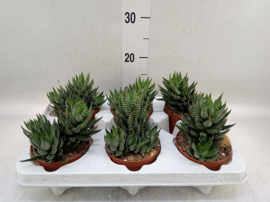 Горшечные цветы и растения оптом Haworthia   ... от 6шт из Голландии с доставкой по России