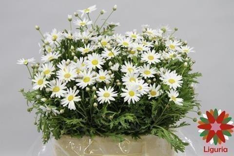 Срезанные цветы оптом Leucanthemum vulgare от 50шт из Голландии с доставкой по России