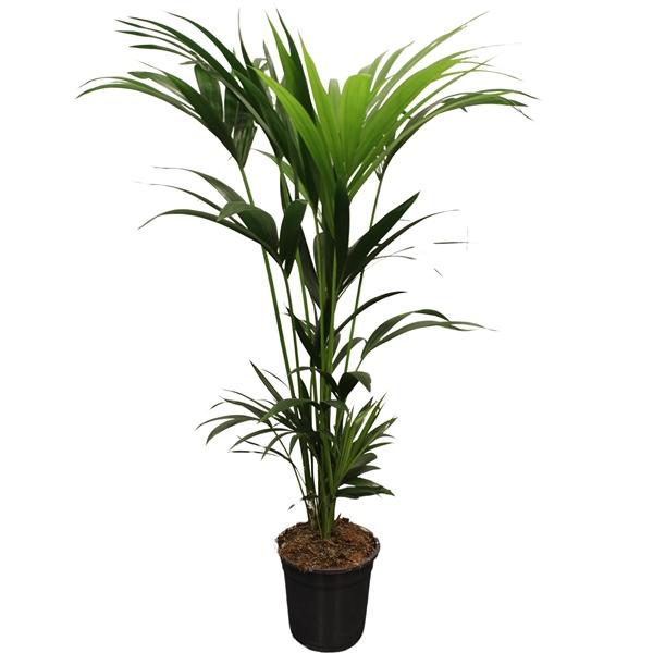 Горшечные цветы и растения оптом Howea Forsteriana 5pp от 1шт' из Голландии с доставкой по России