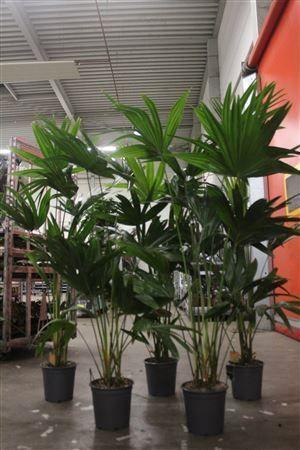 Горшечные цветы и растения оптом Livistona Rotundifol 3-4 Pp от 1шт из Голландии с доставкой по России