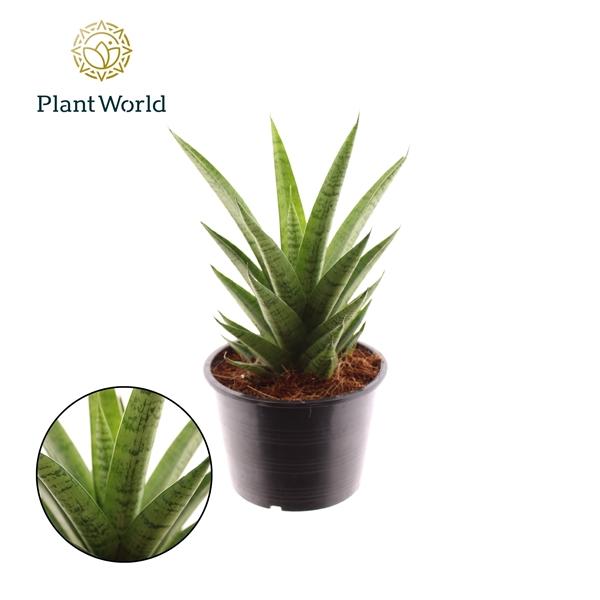 Горшечные цветы и растения оптом Sansevieria Lotus от 4шт из Голландии с доставкой по России