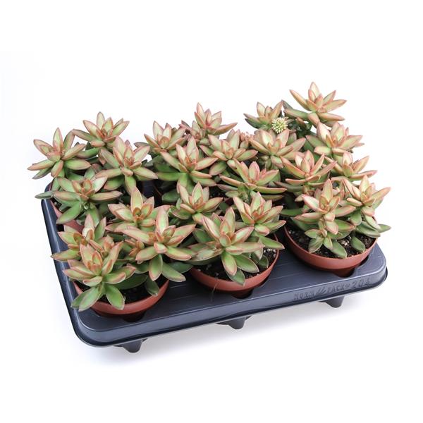 Горшечные цветы и растения оптом Sedum Nussbaumerianum от 6шт из Голландии с доставкой по России