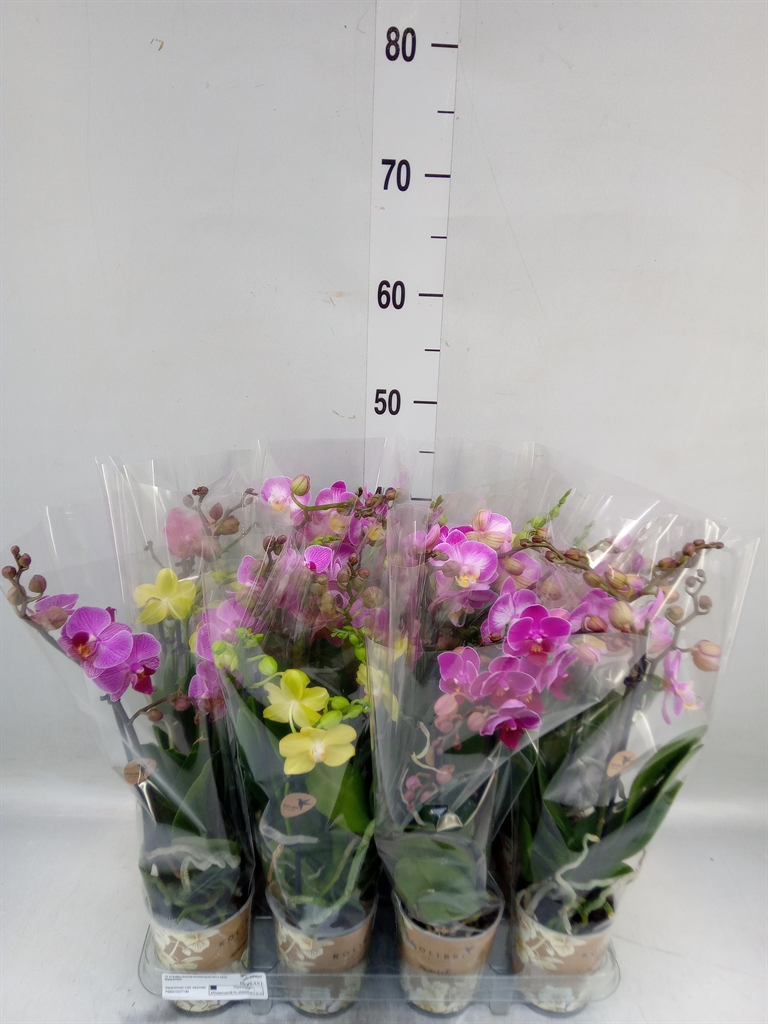 Горшечные цветы и растения оптом Phalaenopsis Multi.   ... от 12шт (для телеги) из Голландии с доставкой по России