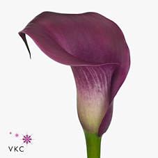 Срезанные цветы оптом Zantedeschia sumatra от 60шт из Голландии с доставкой по России