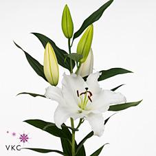 Срезанные цветы оптом Lilium or signum от 30шт из Голландии с доставкой по России