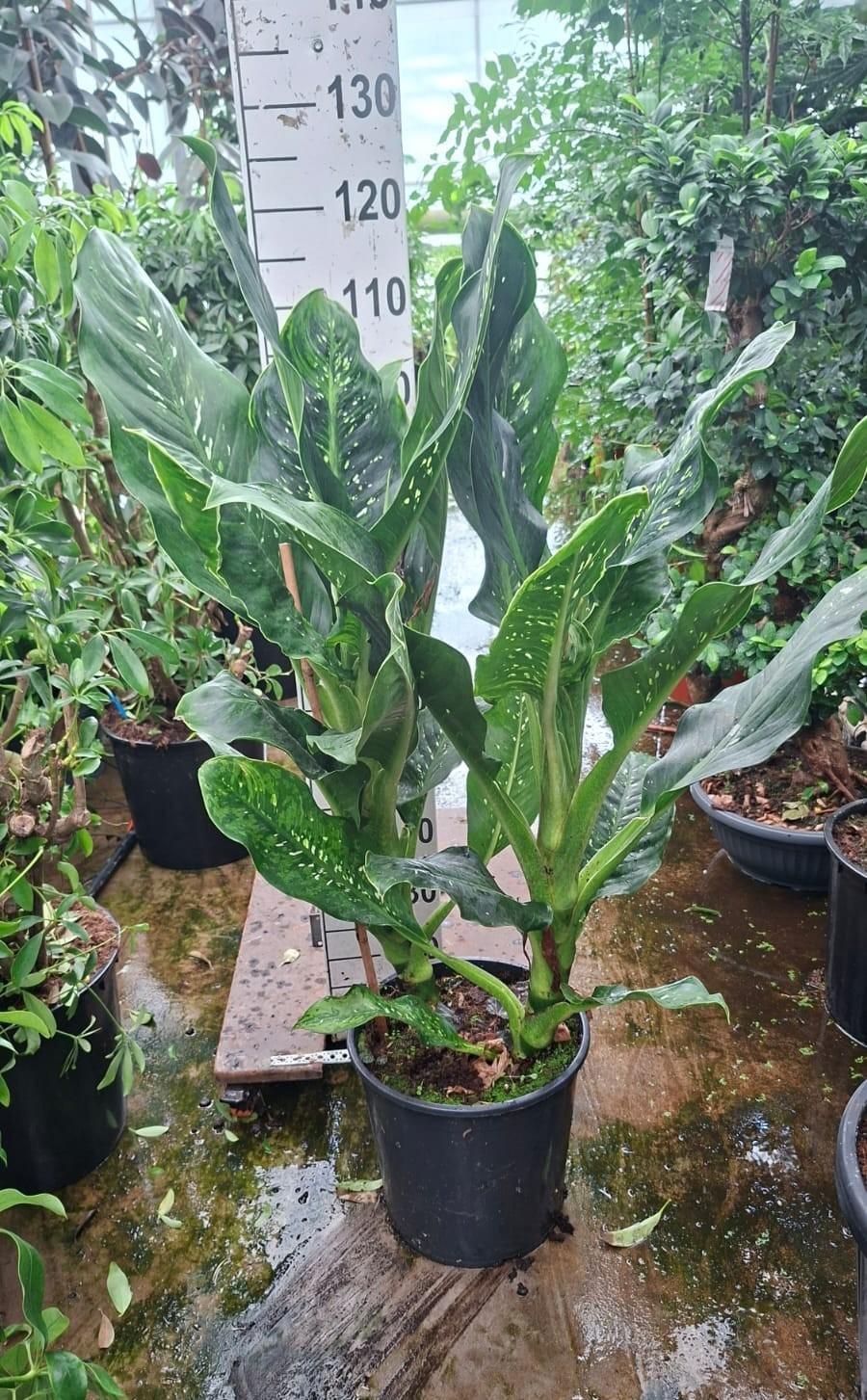 Горшечные цветы и растения оптом Dieffenbachia Memoria Corsii от 1шт из Голландии с доставкой по России