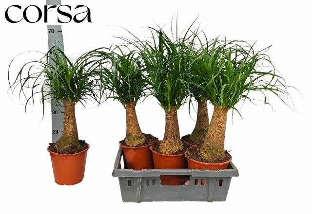 Горшечные цветы и растения оптом Beaucarnea Recur от 5шт из Голландии с доставкой по России