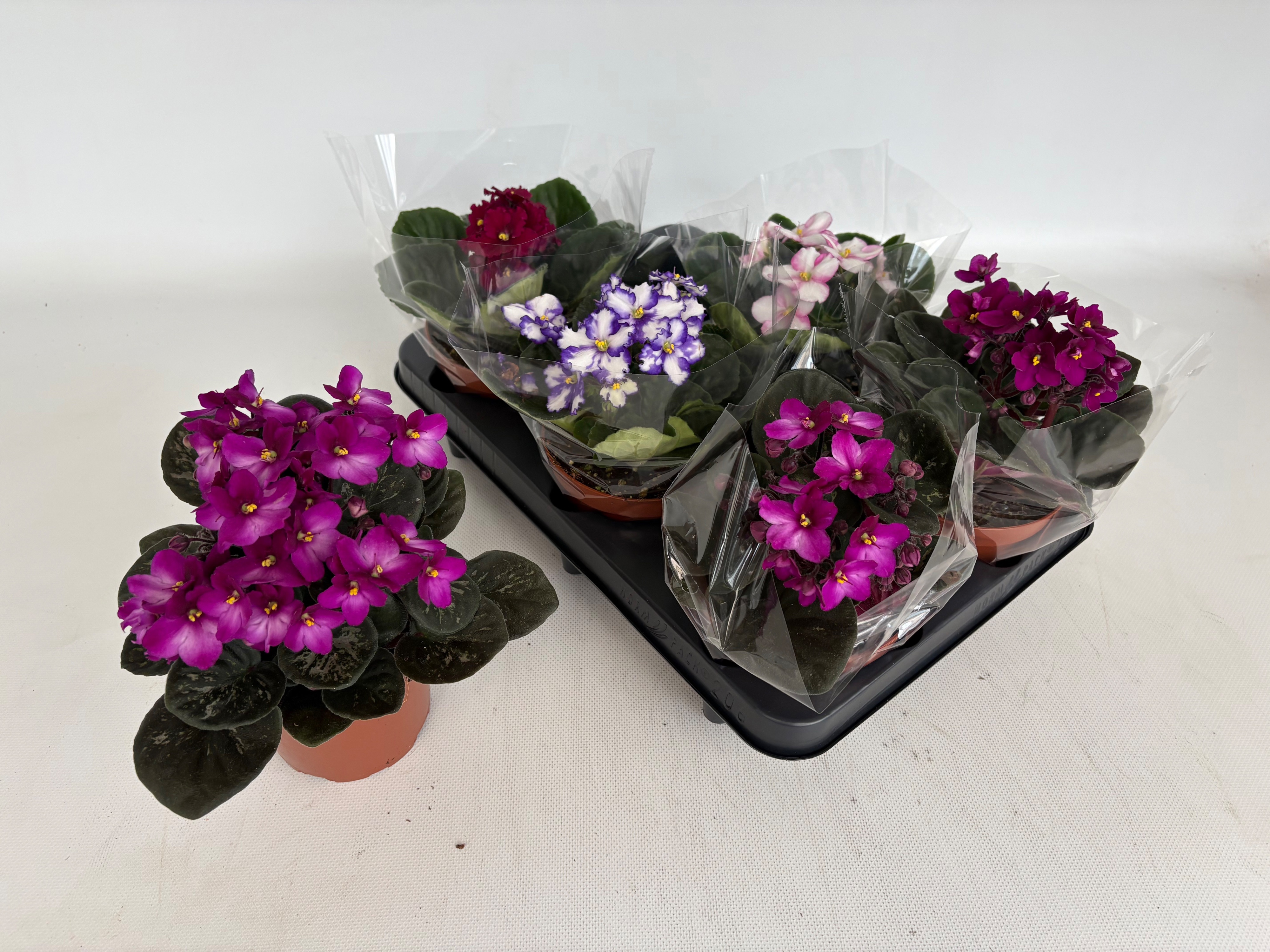 Горшечные цветы и растения оптом Saintp Gem 6 Kl от 6шт (для телеги) из Голландии с доставкой по России