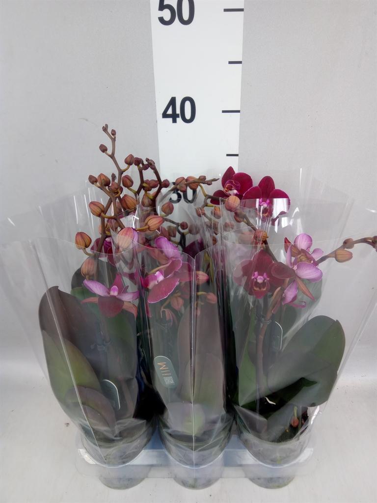 Горшечные цветы и растения оптом Phalaenopsis Multi. ant Cartagena от 6шт (для телеги) из Голландии с доставкой по России