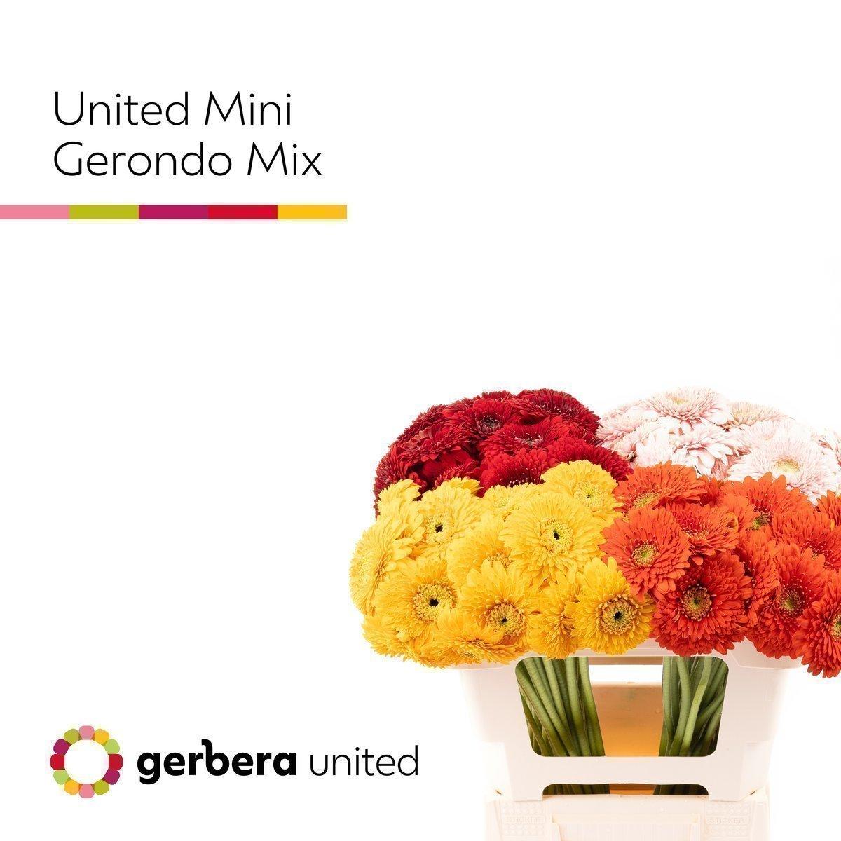 Срезанные цветы оптом Germini gerrondo mix от 60шт. из Голландии с доставкой по России