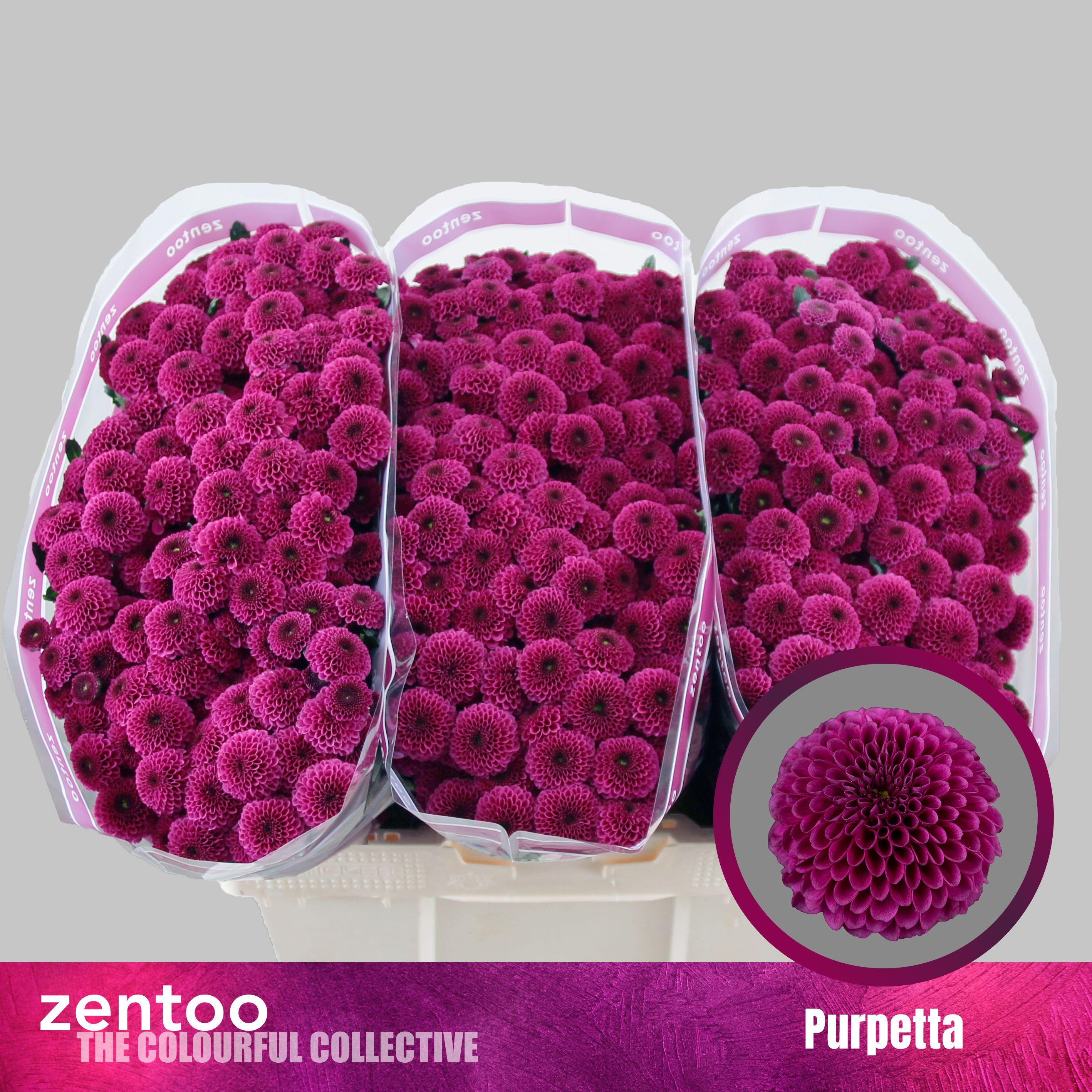 Срезанные цветы оптом Chrys sa purpetta от 75шт из Голландии с доставкой по России