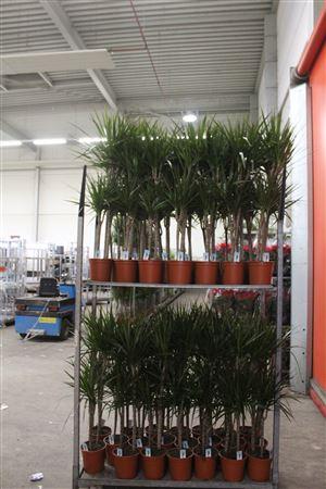 Горшечные цветы и растения оптом Dra Marginata 60-30 Cm от 1шт из Голландии с доставкой по России