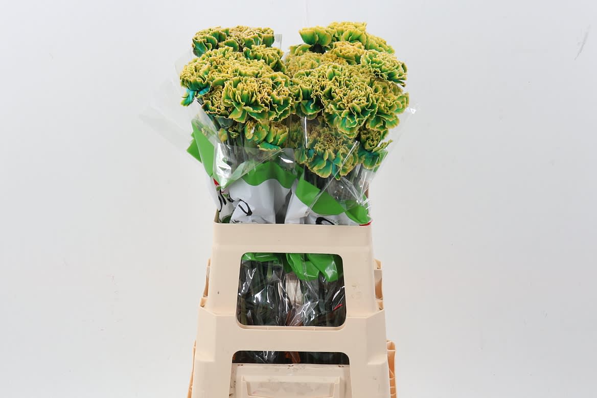 Срезанные цветы оптом Dianthus st paint dublin от 80шт из Голландии с доставкой по России