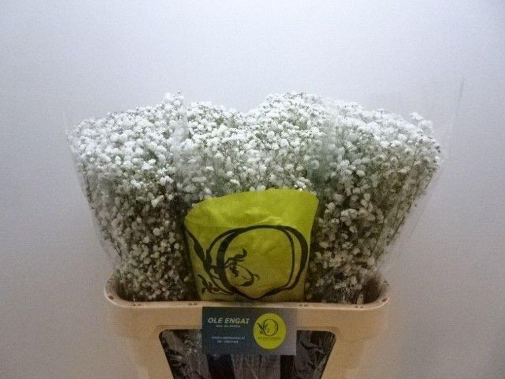 Срезанные цветы оптом Gyps xlence от 75шт из Голландии с доставкой по России